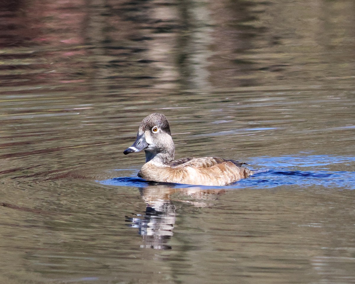 Ring-necked Duck - ML557655321