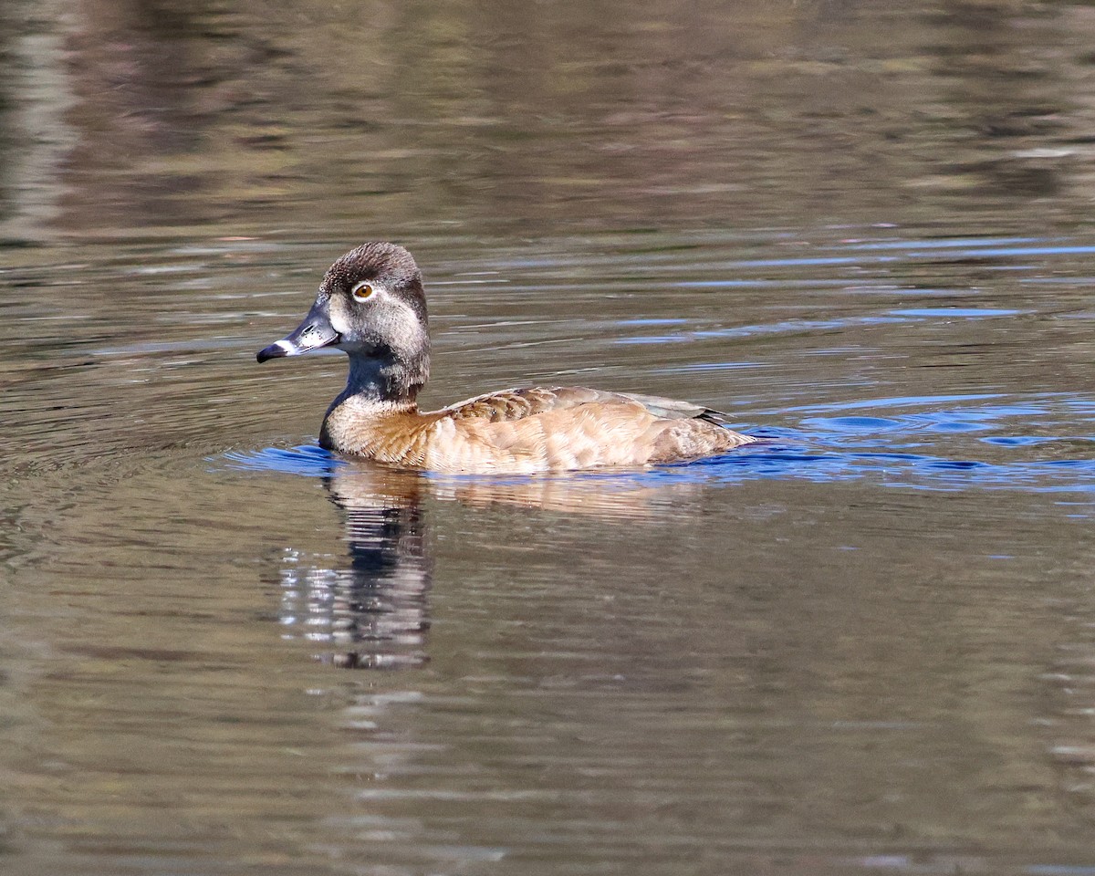 Ring-necked Duck - ML557655331