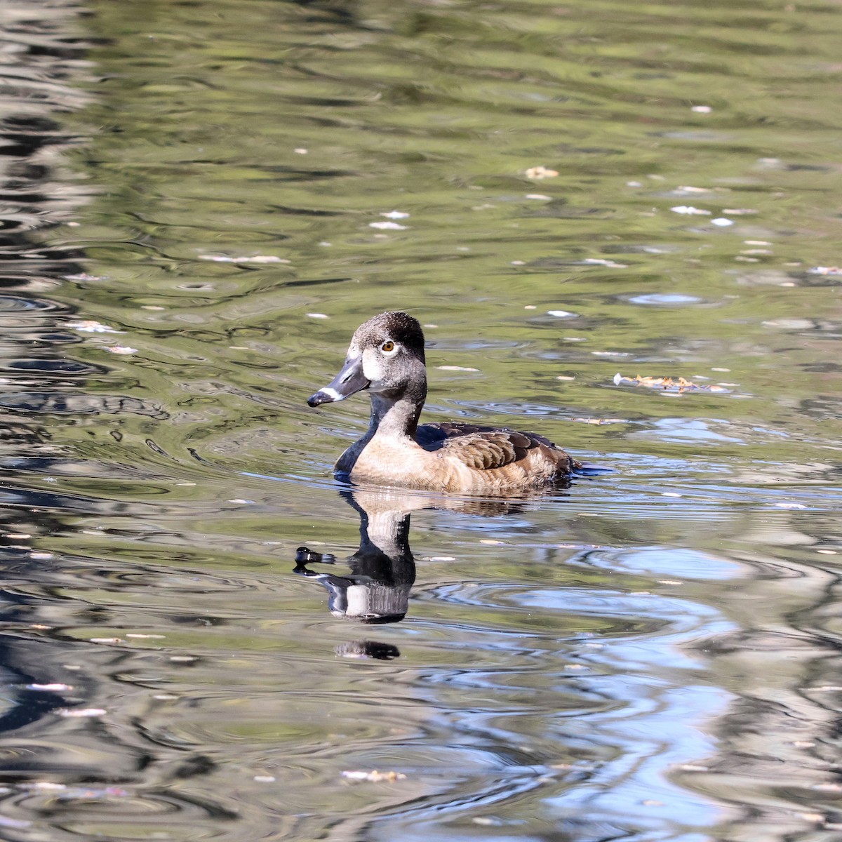 Ring-necked Duck - ML557655341