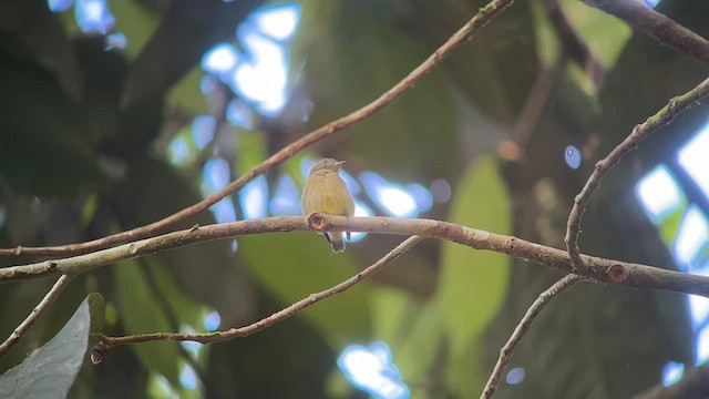 Dwarf Tyrant-Manakin - ML557655371