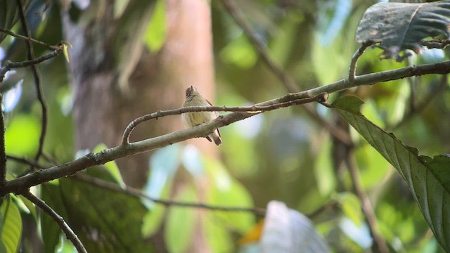 Dwarf Tyrant-Manakin - ML557655401