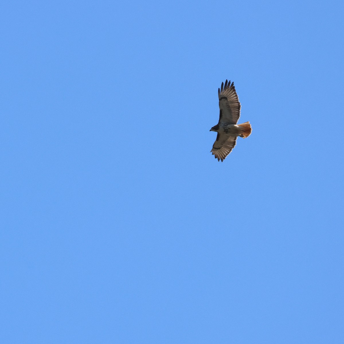 Red-tailed Hawk - ML557655421