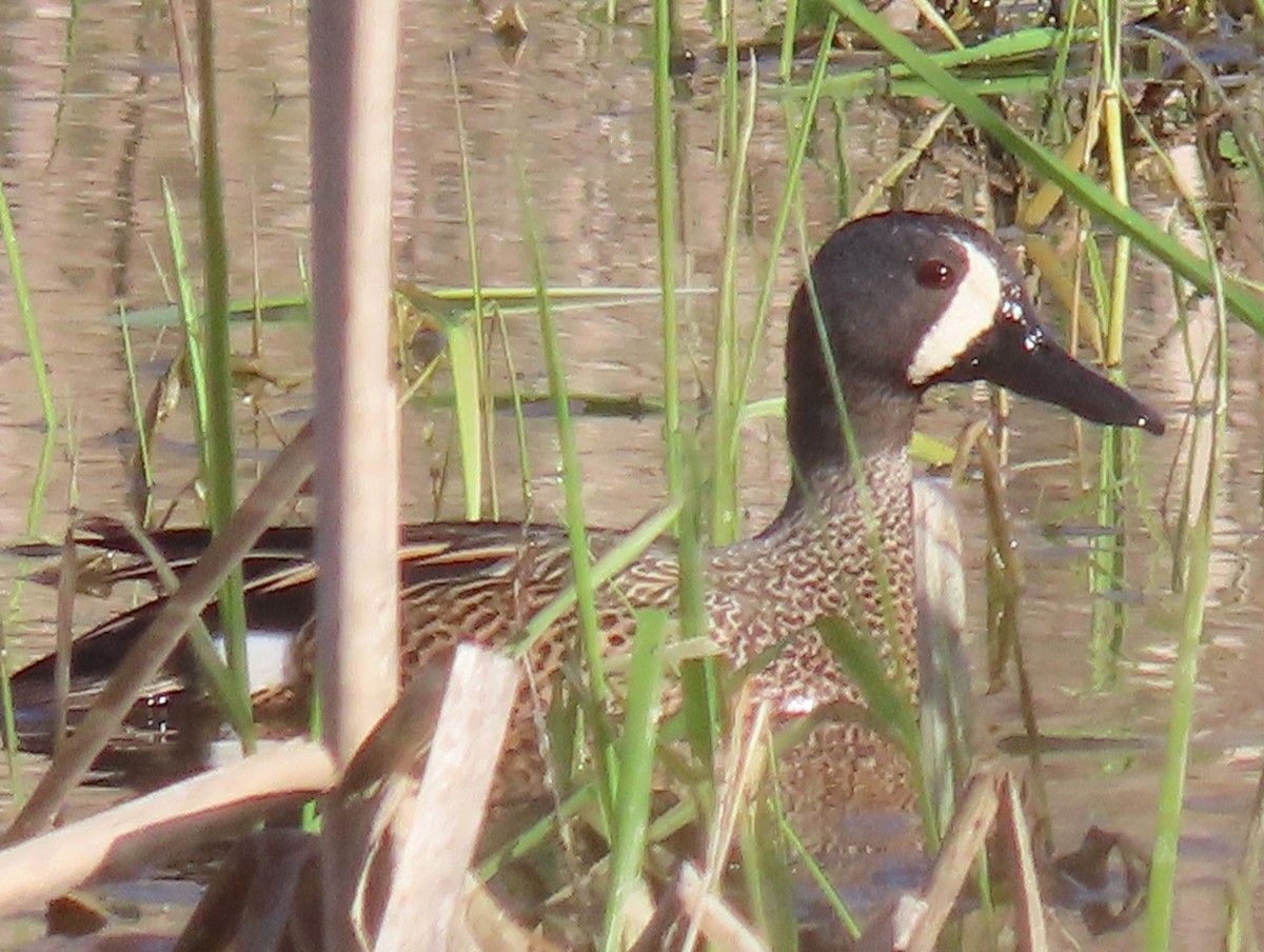 Blue-winged Teal - ML557656591