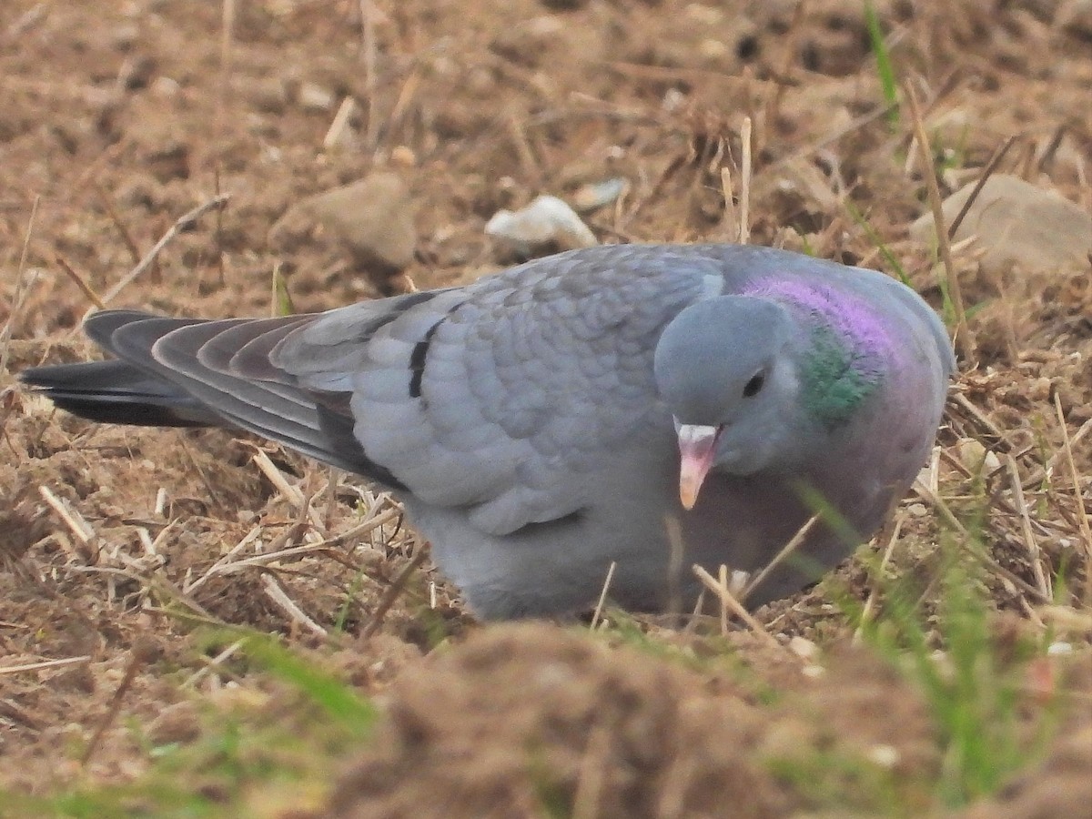 Stock Dove - ML557657101