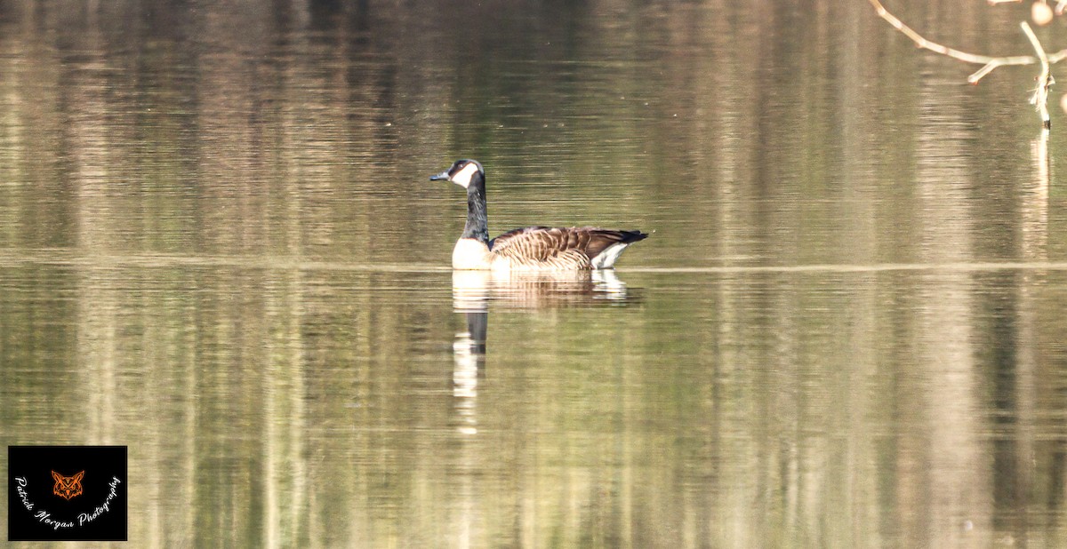 Canada Goose - ML557657461