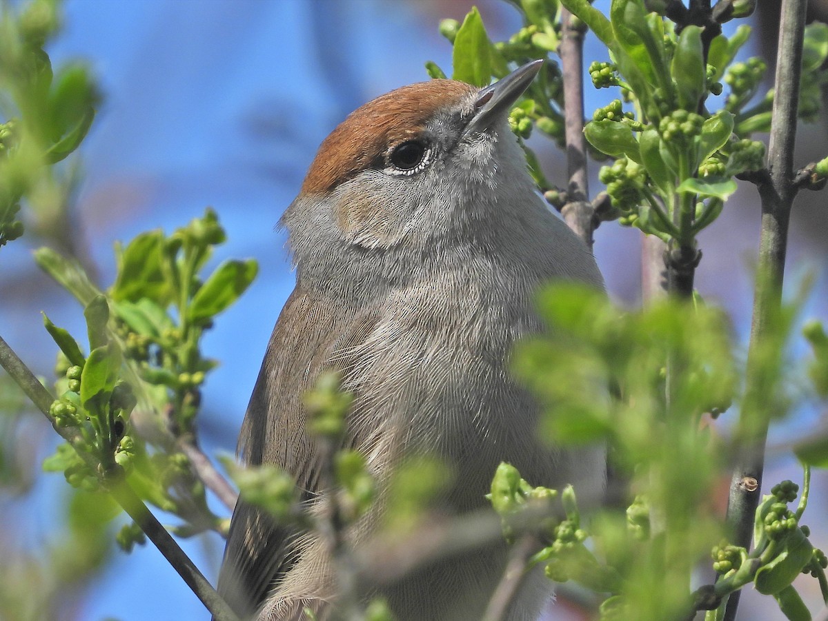 Eurasian Blackcap - ML557657811