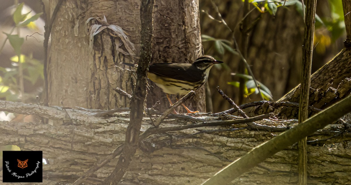 Louisiana Waterthrush - Patrick Morgan