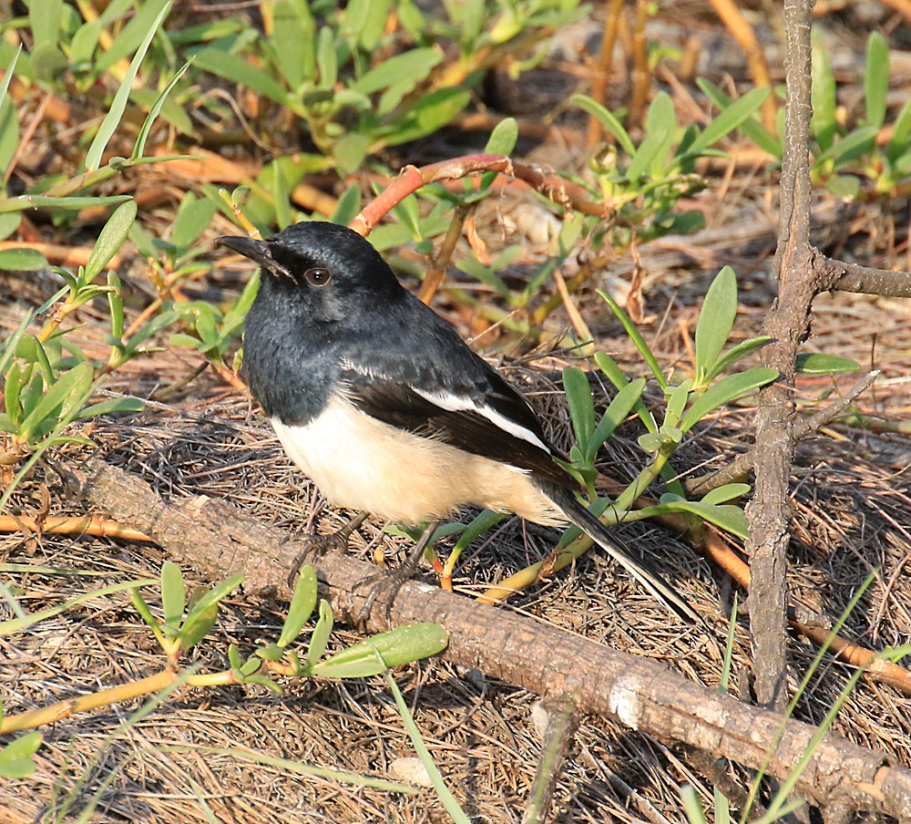 Oriental Magpie-Robin - Ed Thomas