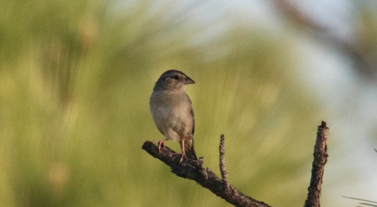 Bachman's Sparrow - ML557660521