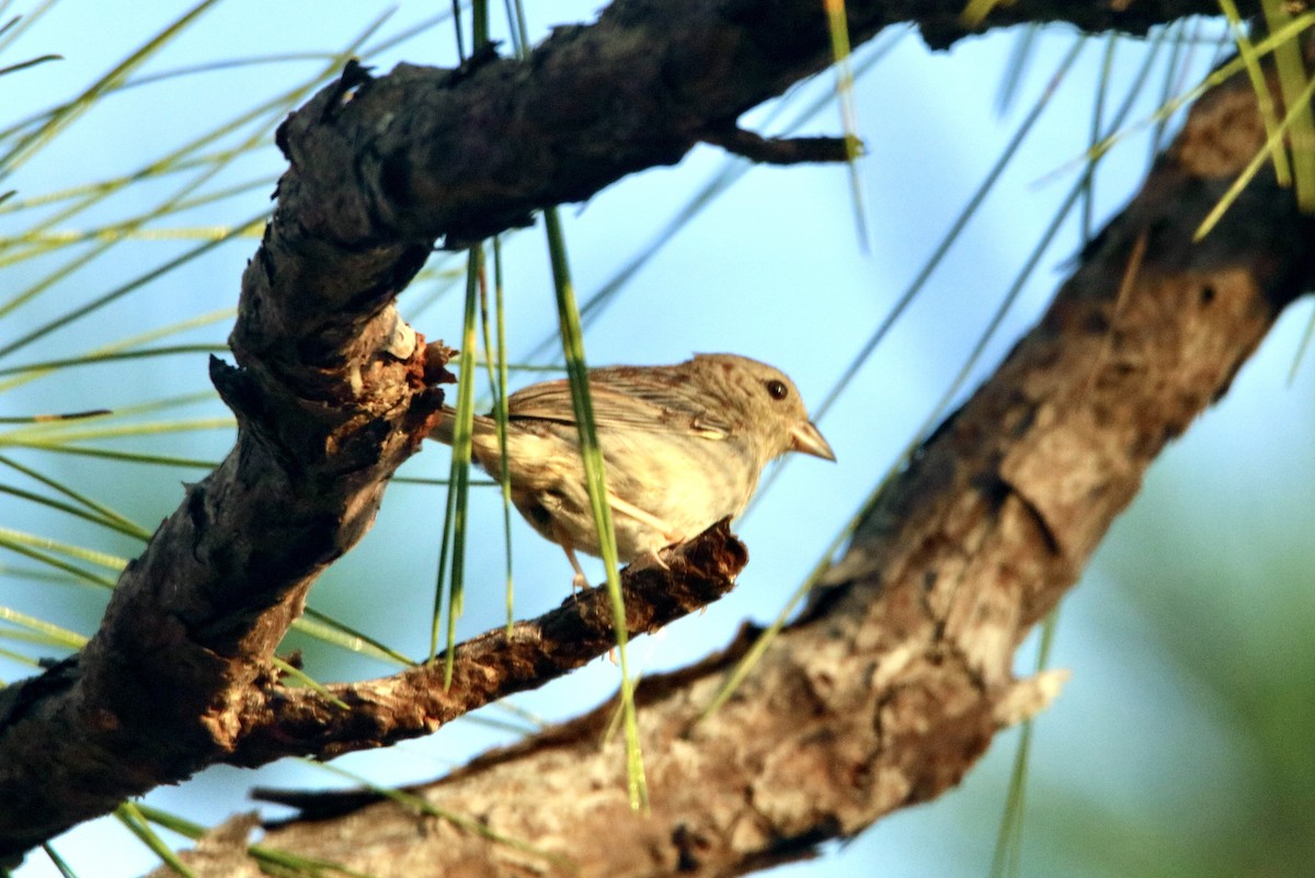 Bachman's Sparrow - ML557660541