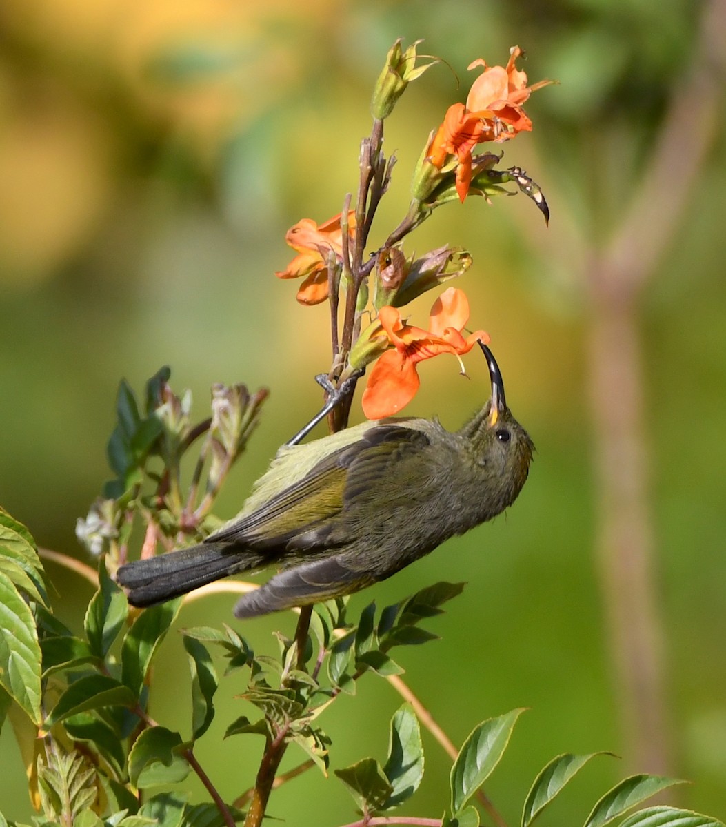 Füllebornnektarvogel - ML557660931