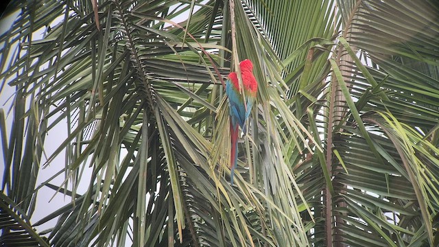 Guacamayo Aliverde - ML557661591