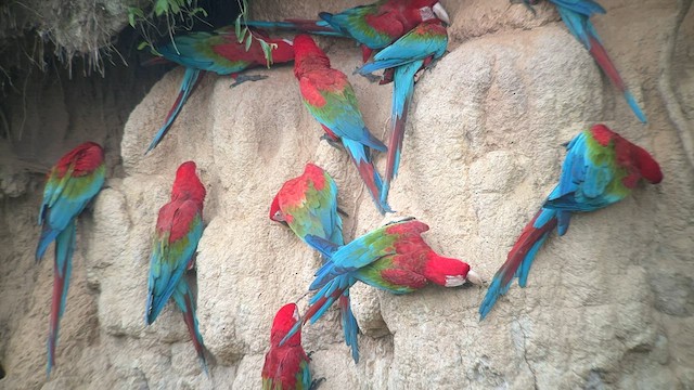 Red-and-green Macaw - ML557661601