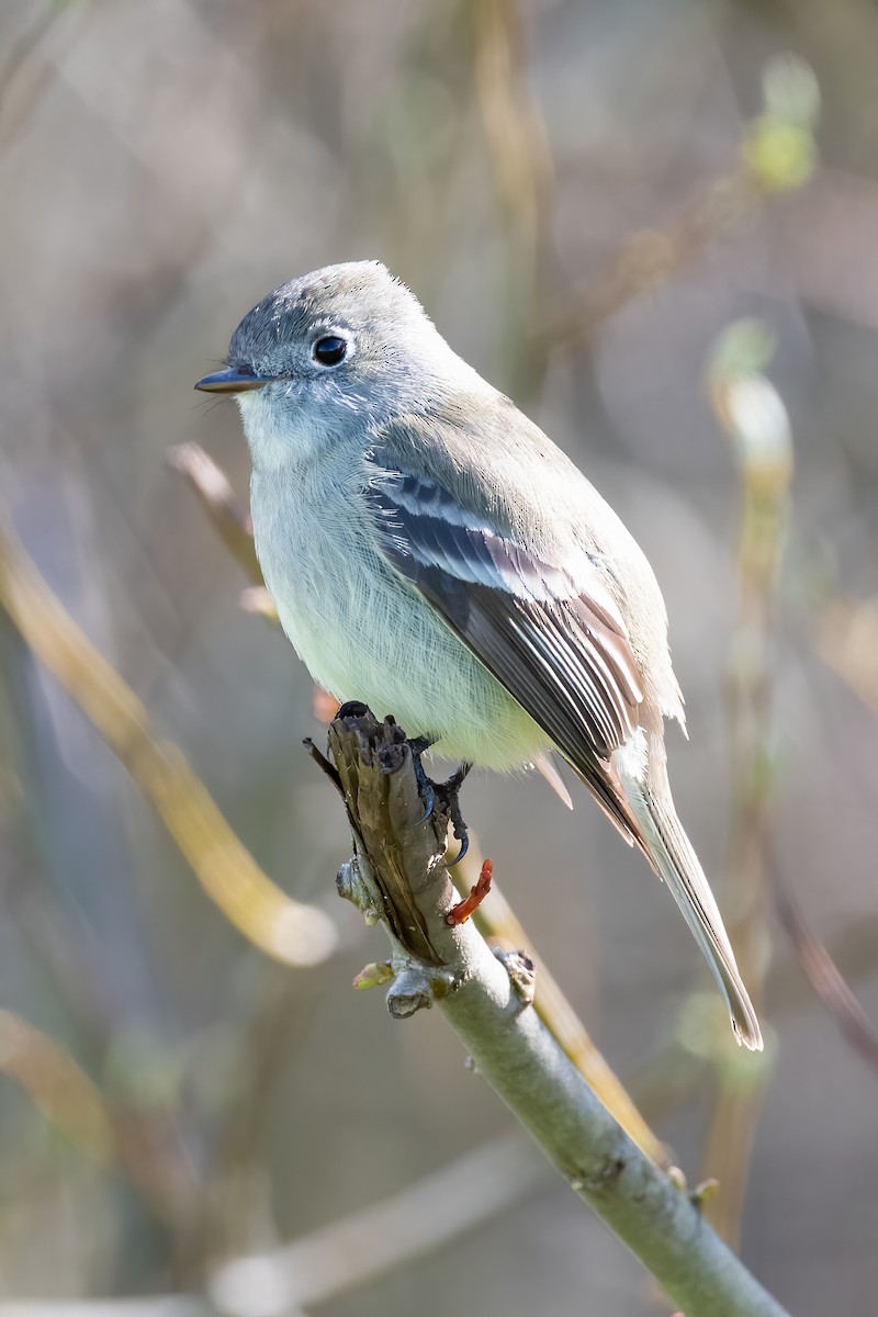 Hammond's Flycatcher - Gerry Meenaghan