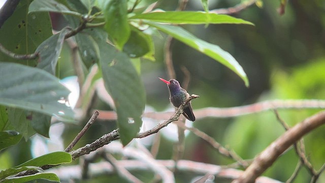 White-chinned Sapphire - ML557662651