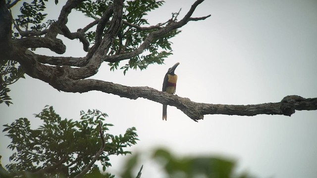 Chestnut-eared Aracari - ML557662781