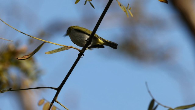 Swinhoe's White-eye - ML557665221