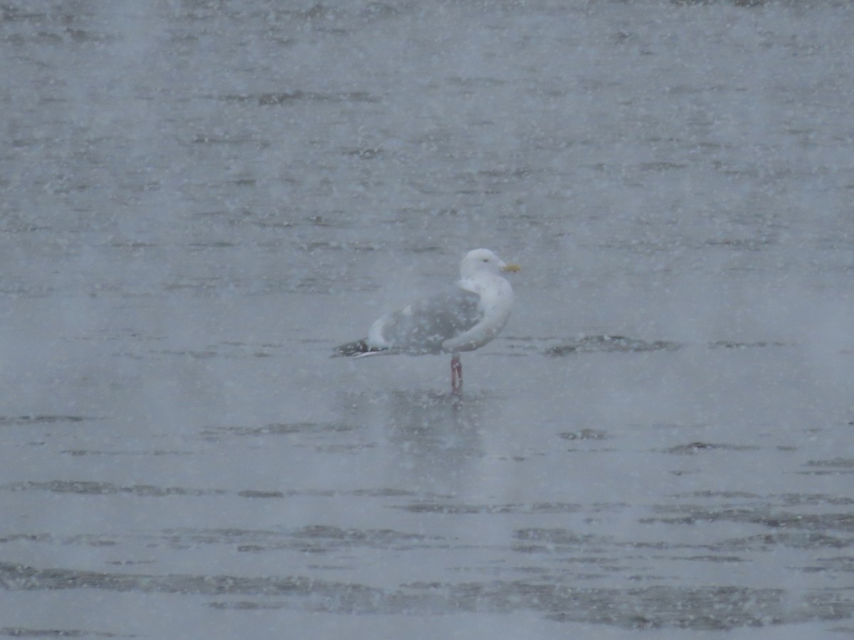 Herring Gull - ML557666241