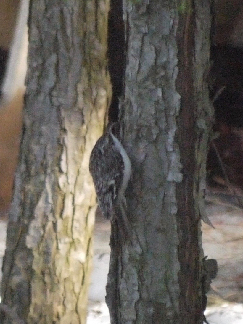 Brown Creeper - ML557666591