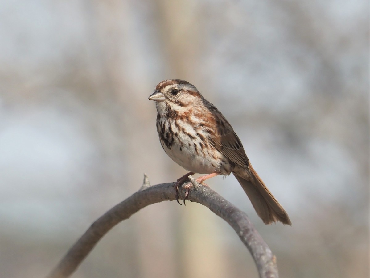 Song Sparrow (melodia/atlantica) - ML557666671