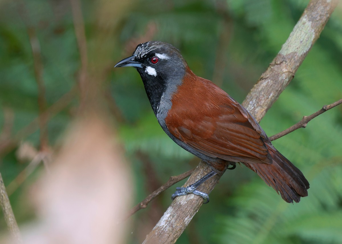 Black-throated Babbler - Ayuwat Jearwattanakanok