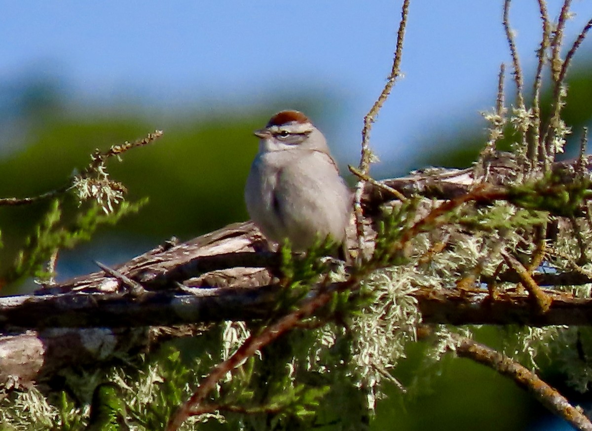 Chipping Sparrow - Lois Goldfrank