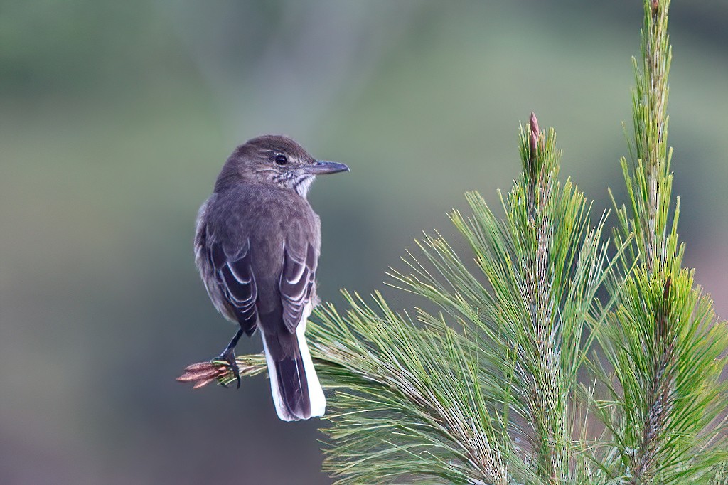 White-tailed Shrike-Tyrant - ML557667741