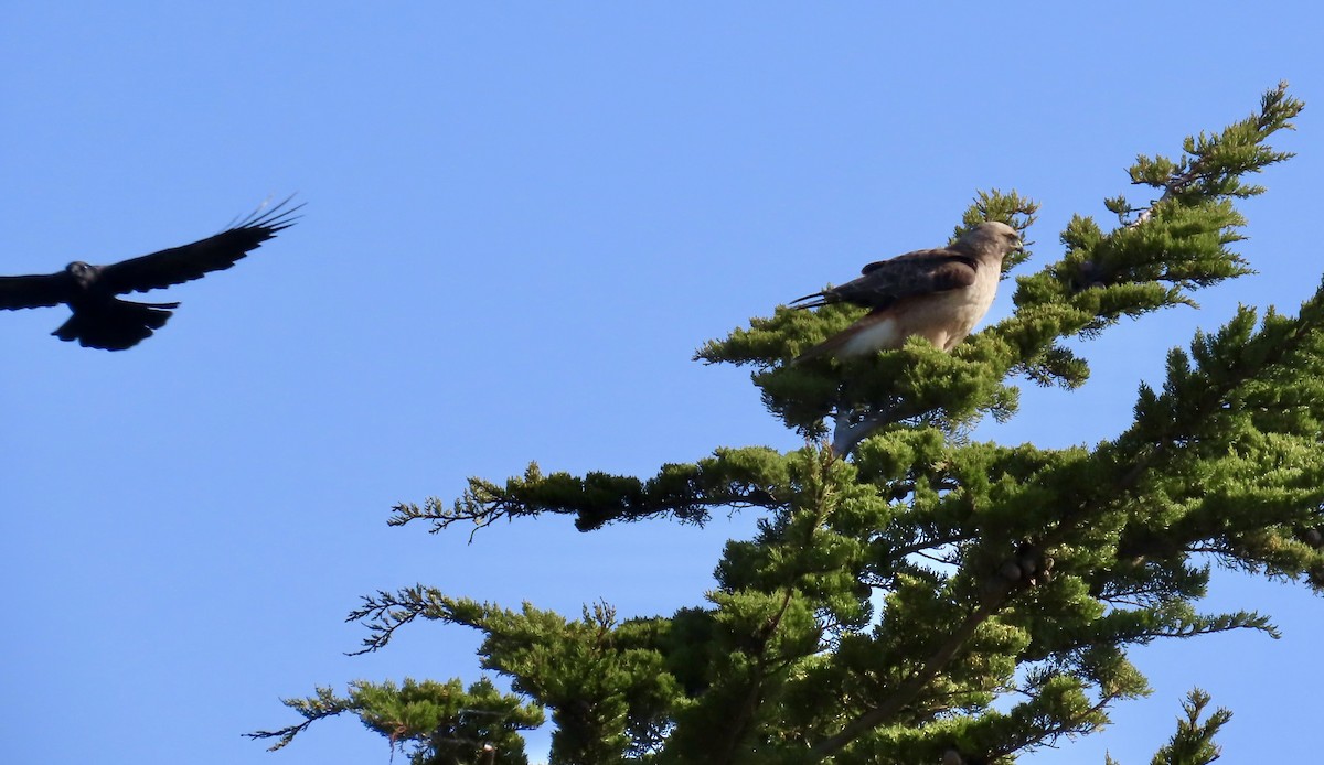 Red-tailed Hawk - ML557668181