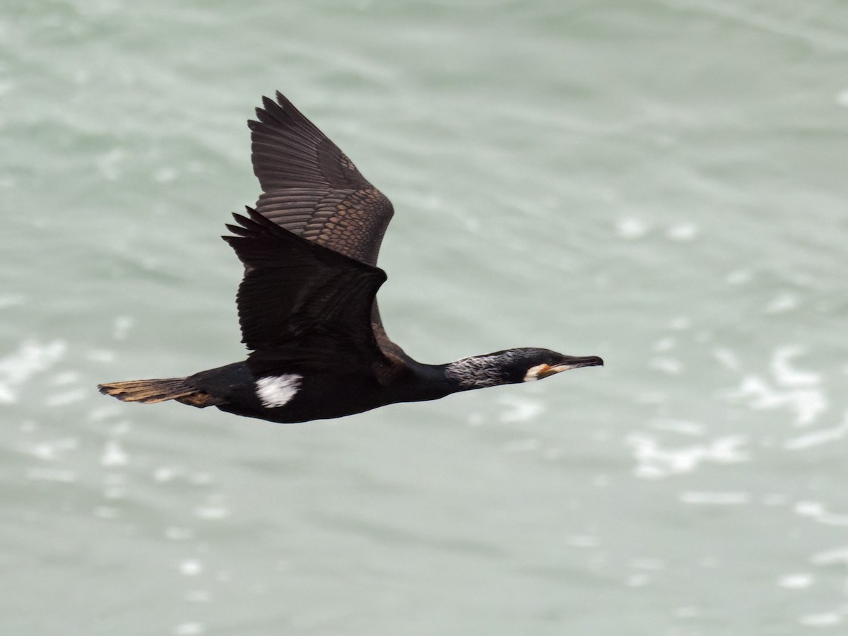 Большой баклан (maroccanus) - ML557668451