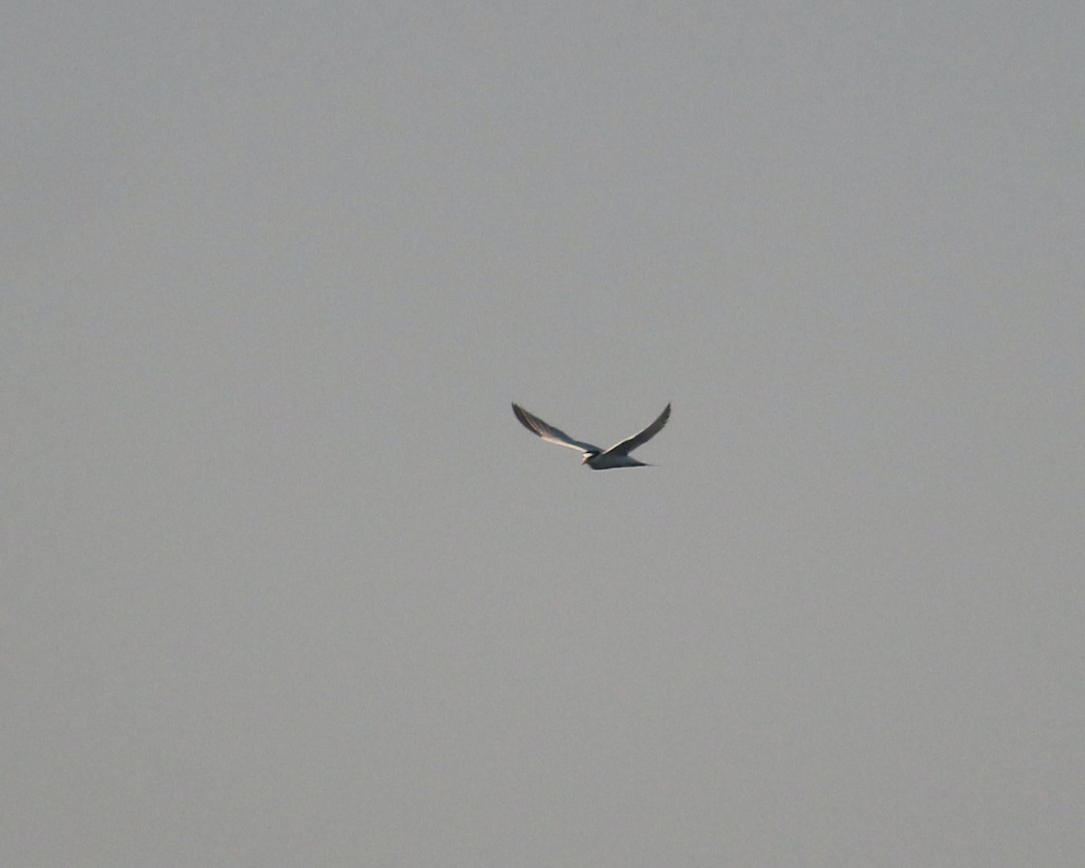 Little Tern - Anonymous