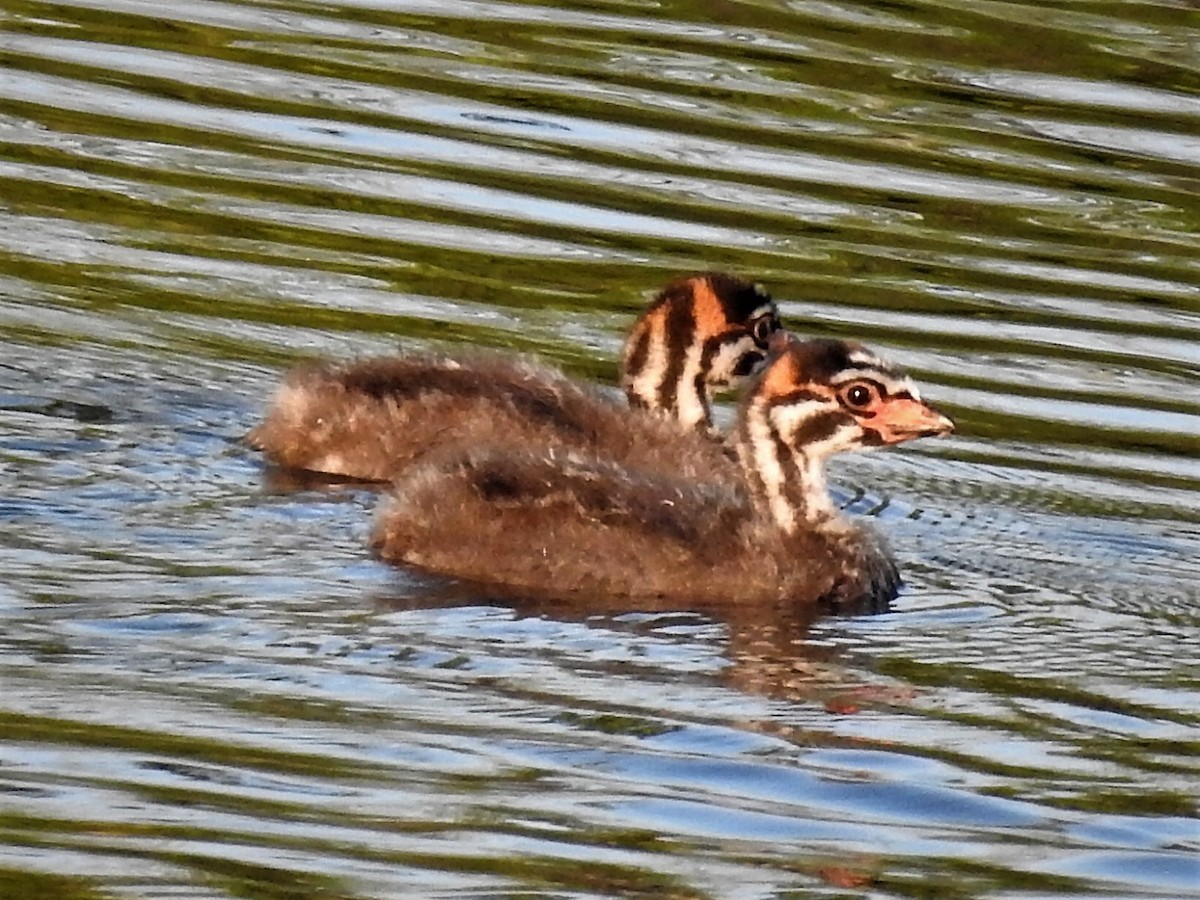 Pied-billed Grebe - ML557669161