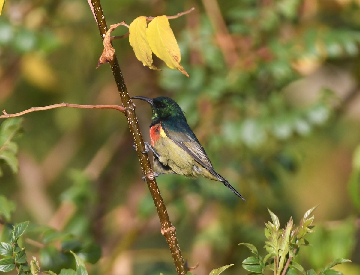 Forest Double-collared Sunbird - Gabriel Jamie