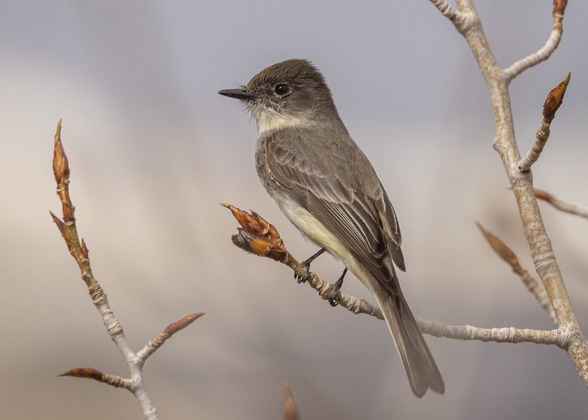 Eastern Phoebe - ML557670841