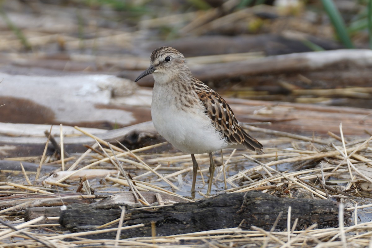 Least Sandpiper - Cameron Eckert