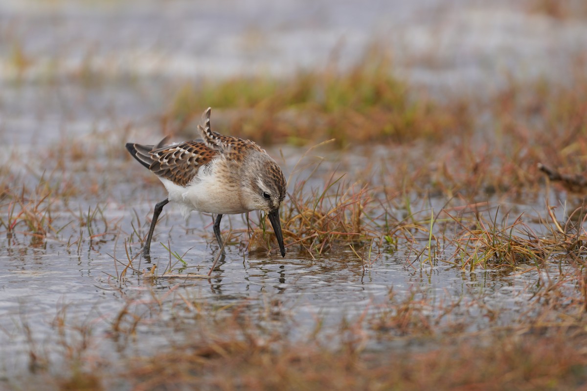 Western Sandpiper - ML557672971