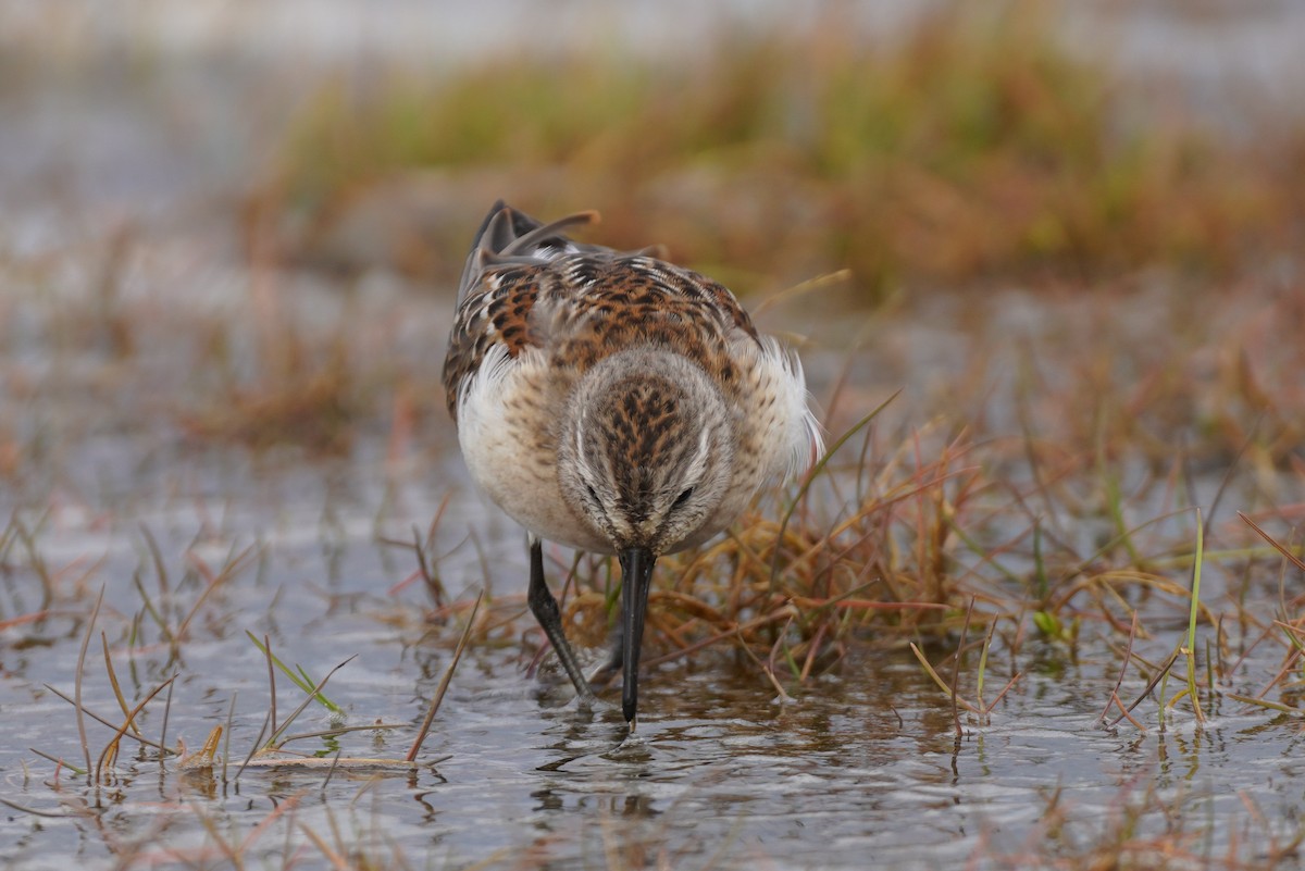 Western Sandpiper - ML557672981