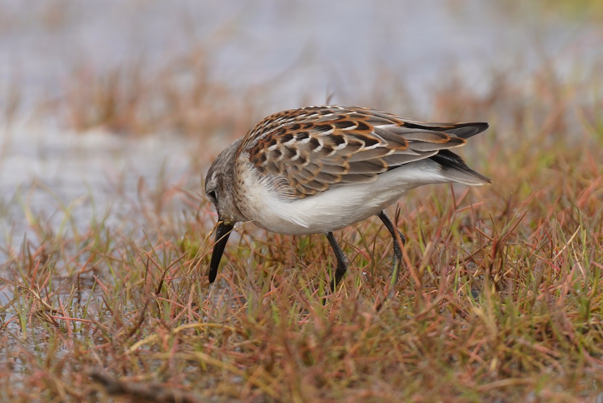 Bergstrandläufer - ML557673021