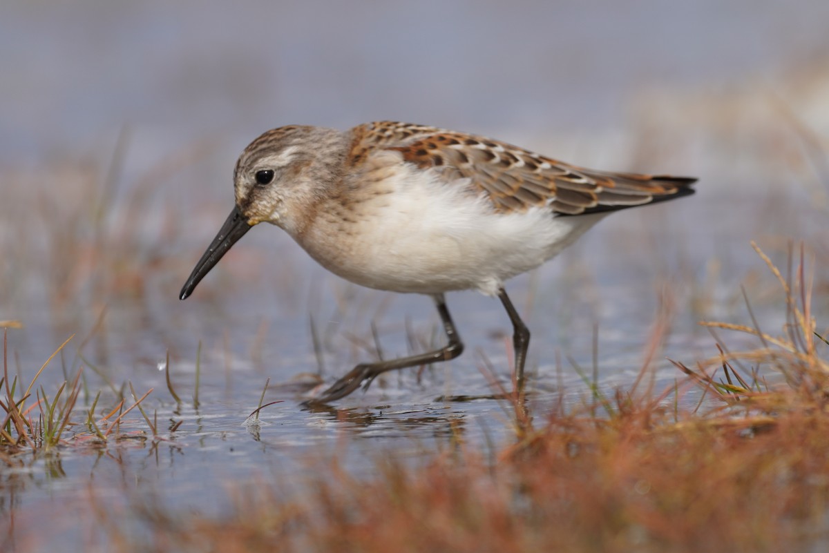 Western Sandpiper - ML557673101