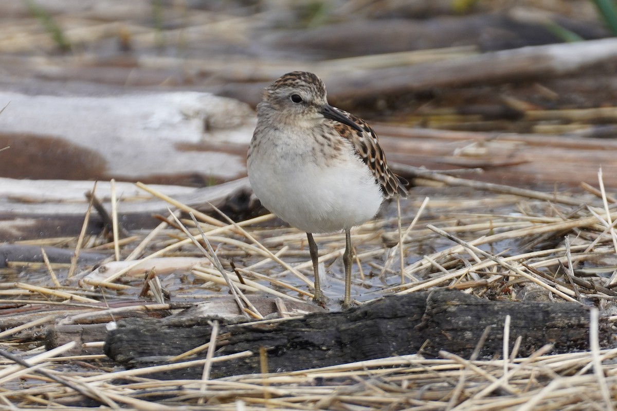 Least Sandpiper - ML557674011