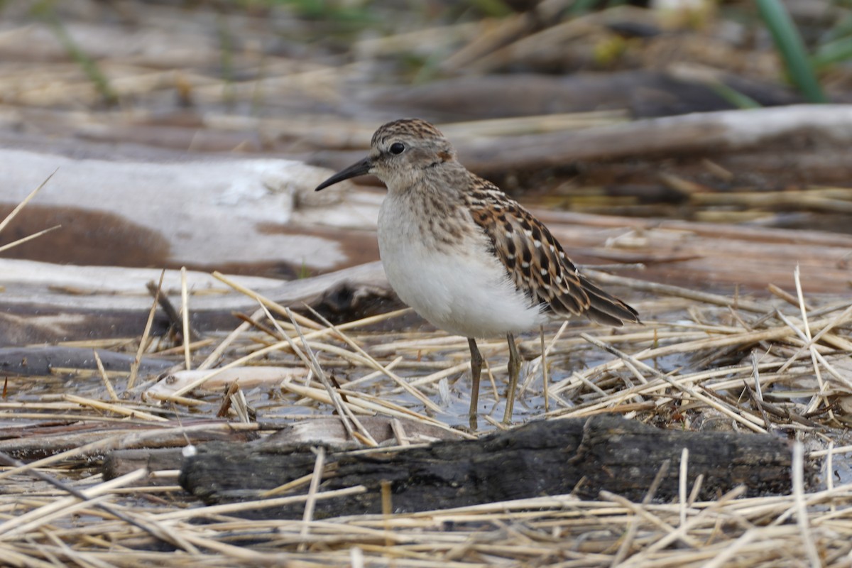 Least Sandpiper - Cameron Eckert