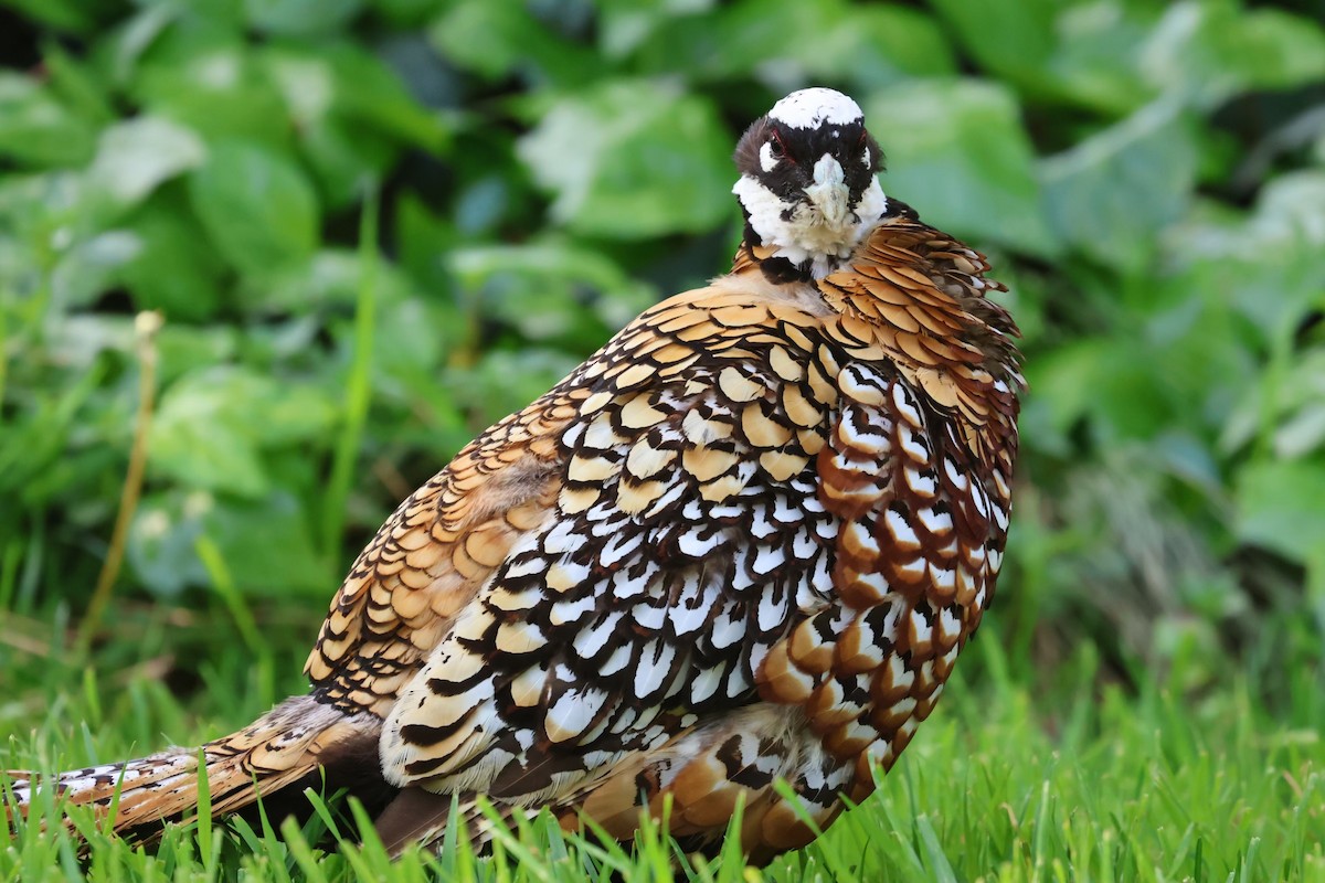 Reeves's Pheasant - ML557675841