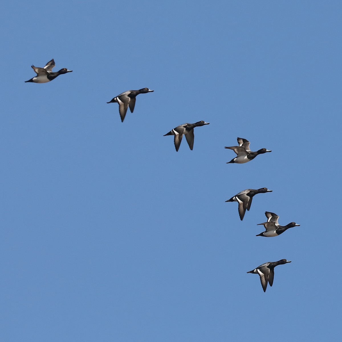 Lesser Scaup - ML557676191