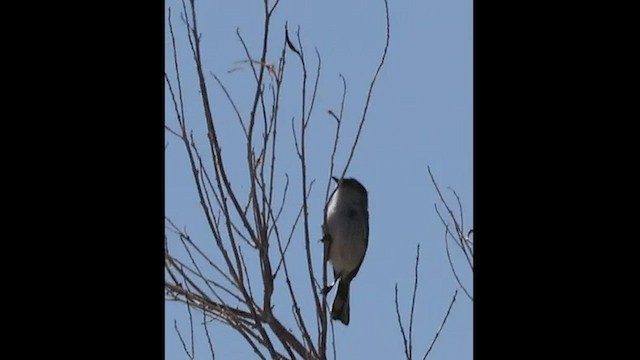 Black-tailed Gnatcatcher - ML557676501