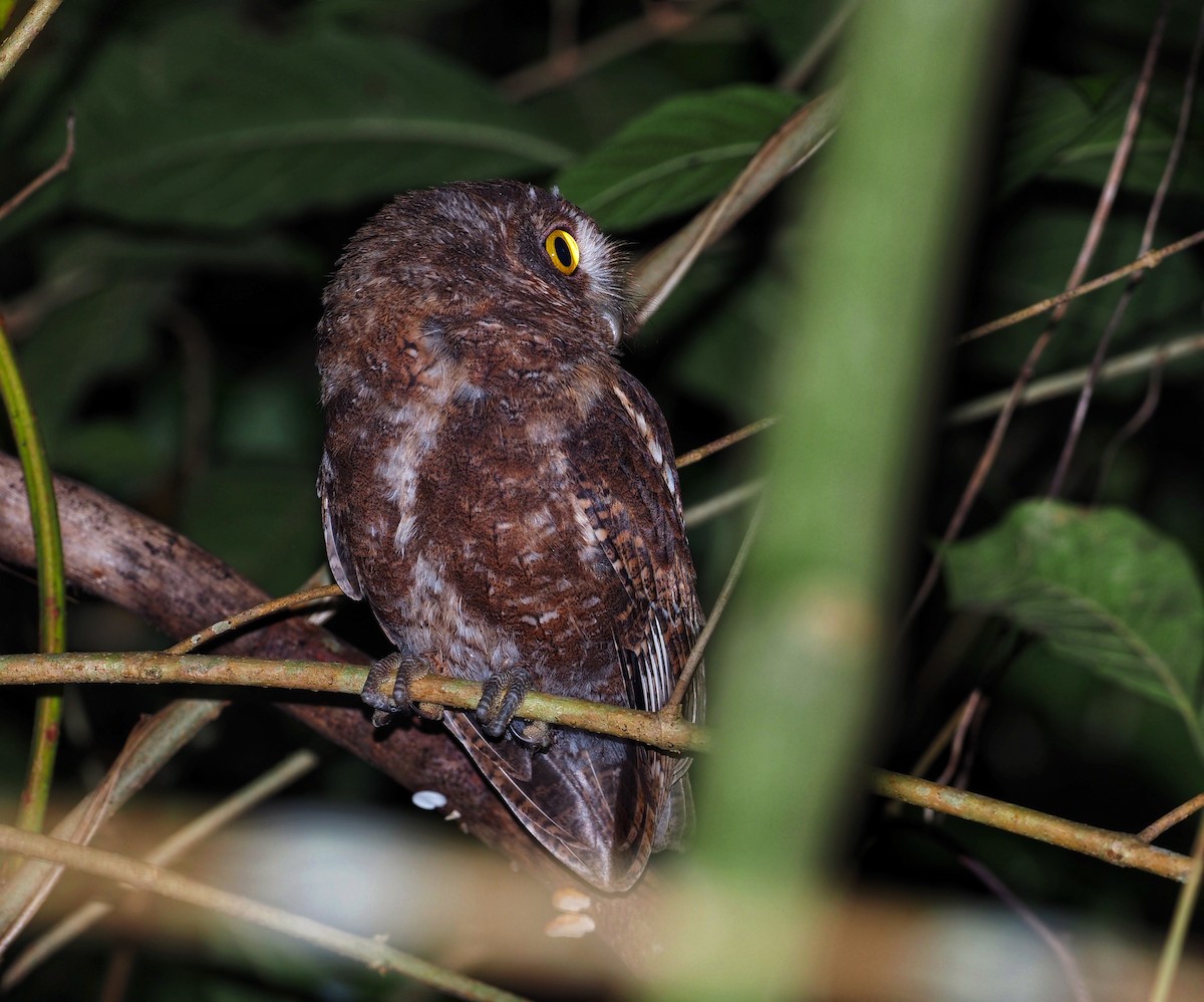 Enggano Scops-Owl - Andy Marshall