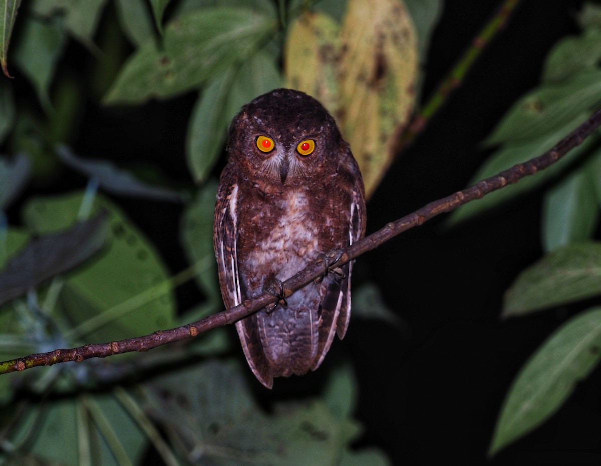 Enggano Scops-Owl - ML557677071