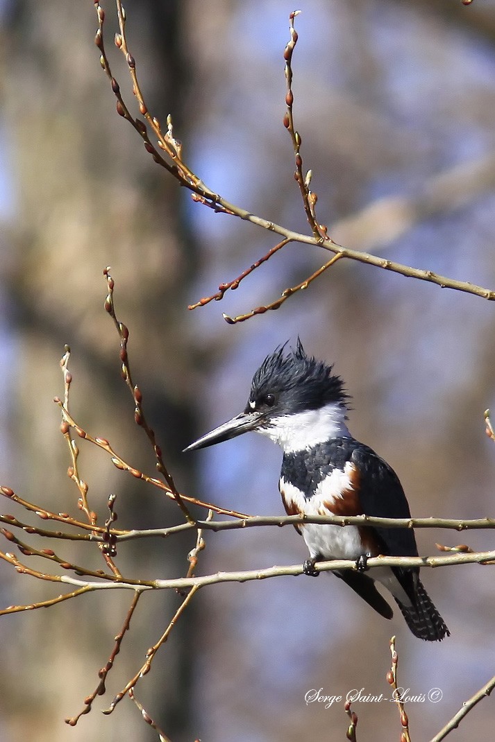 Belted Kingfisher - ML557678211