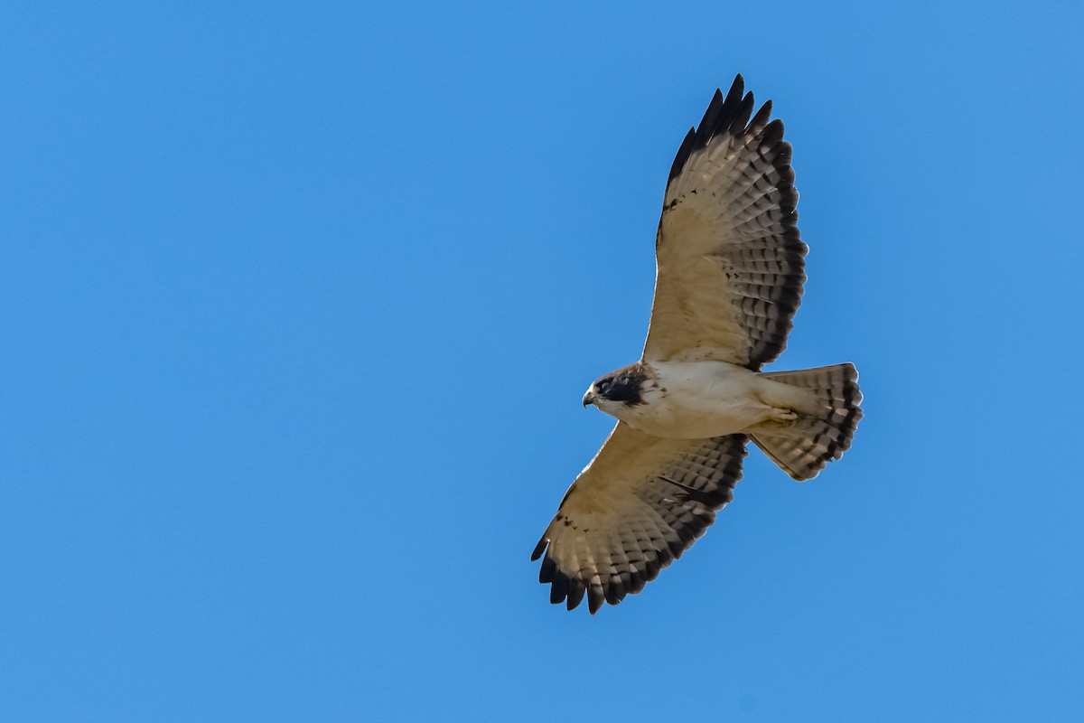 Short-tailed Hawk - ML557678361