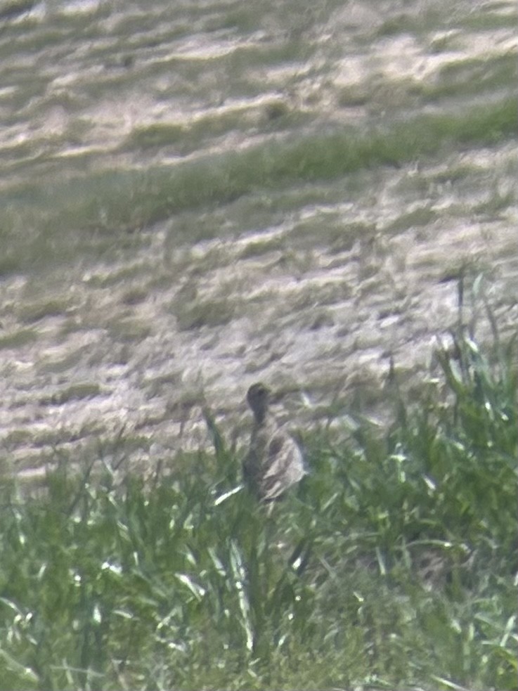 Upland Sandpiper - ML557678611