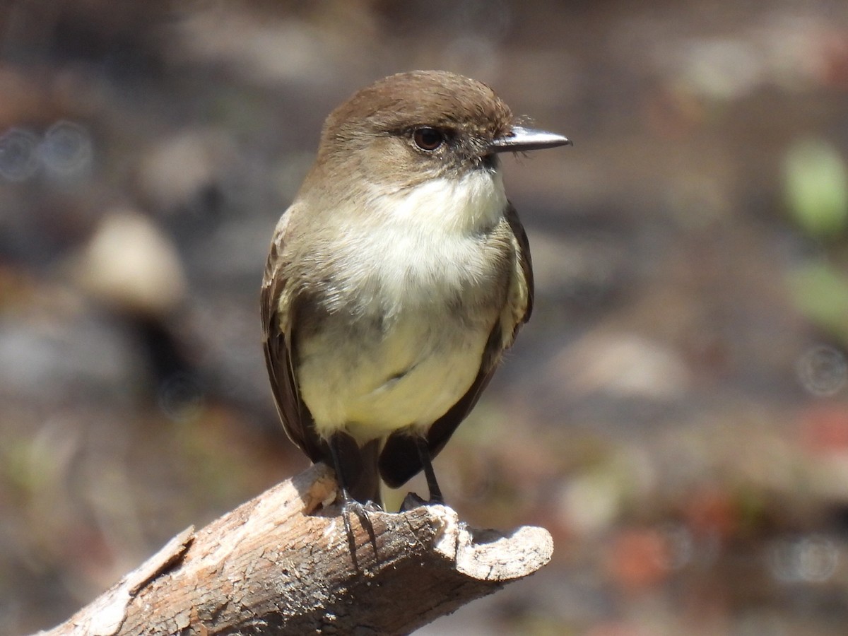 Eastern Phoebe - Stephen Spector