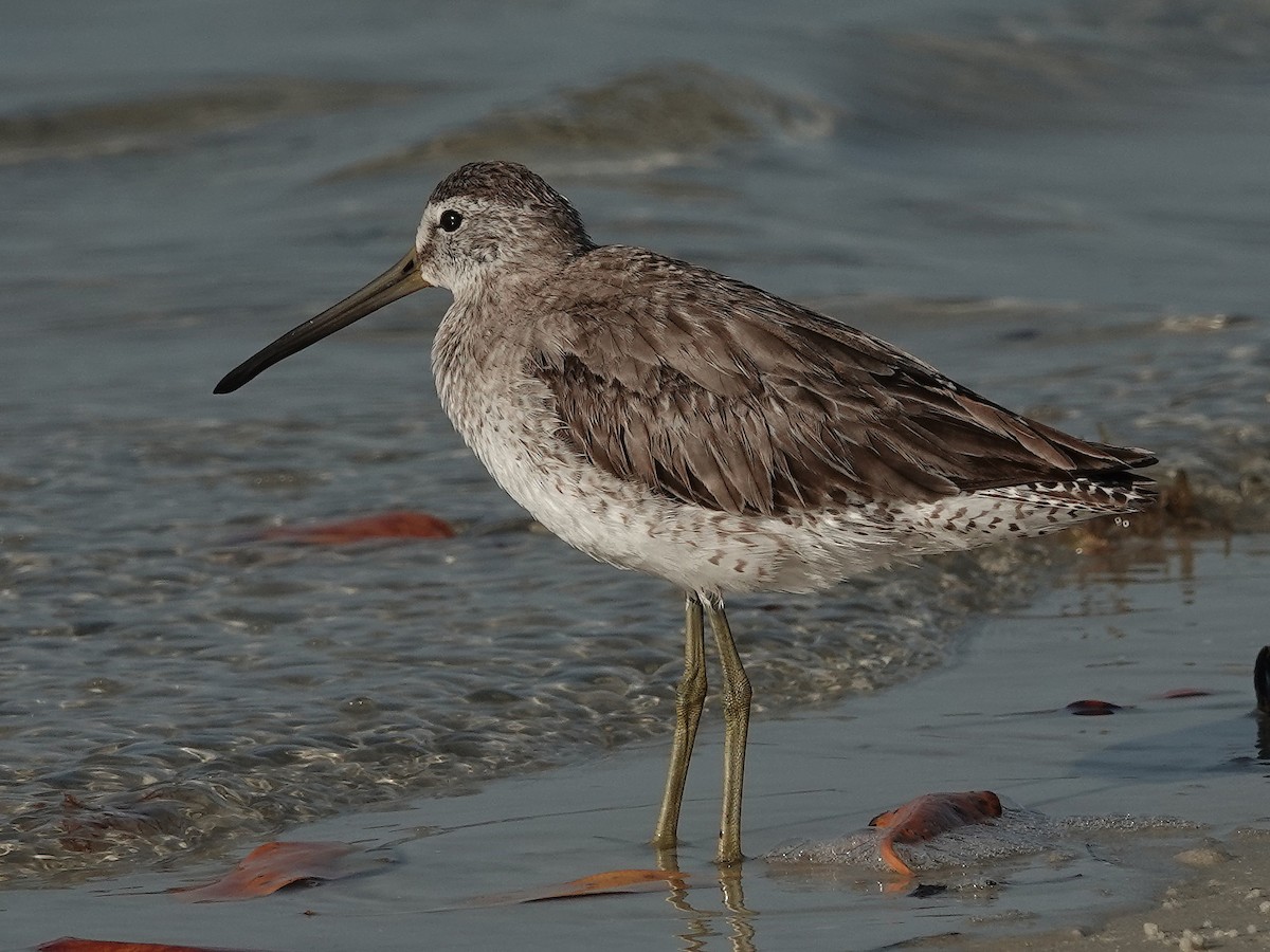 Short-billed Dowitcher - ML557680501